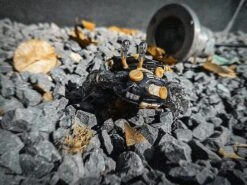 Aquaculture Tank Fiddler Crab Model Kit -Kotobukiya Sales Shop b5a8fe98 101f 49d2 b360 ceba2e29b991